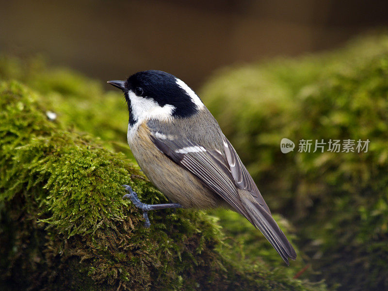 煤雀(Parus water)